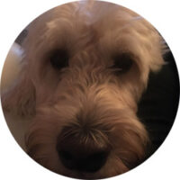 afp-profile-toby afp profile toby